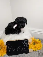 Rosa / OBO, a female Yorkipoo for sale in Ocala, FL – 7 of 10