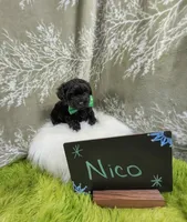 Nico, a male Yorkipoo for sale in Ocala, FL – 6 of 9