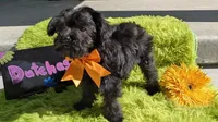 Dutches, a female Yorkipoo for sale in Ocala, FL – 6 of 8