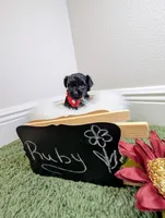 Ruby, a female Yorkipoo for sale in Ocala, FL – 2 of 5