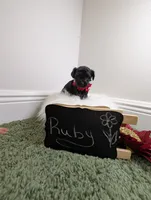 Ruby, a female Yorkipoo for sale in Ocala, FL – 5 of 5