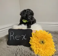 Rex / OBO, a male Yorkipoo for sale in Ocala, FL – 5 of 8