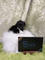 Binx, a male Yorkipoo for sale in Ocala, FL – 4 of 8