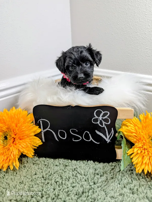 Rosa – Yorkipoo puppy for sale in Ocala, FL
