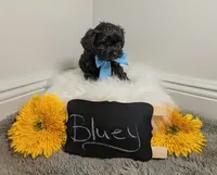 Bluey / OBO, a male Yorkipoo for sale in Ocala, FL – 5 of 7