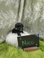 Nico, a male Yorkipoo for sale in Ocala, FL – 3 of 9