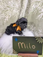 Milo, a male Yorkipoo for sale in Ocala, FL – 2 of 6
