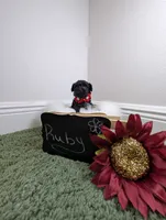 Ruby, a female Yorkipoo for sale in Ocala, FL – 4 of 5