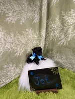Jet, a male Yorkipoo for sale in Ocala, FL – 5 of 7