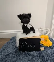 Max, a male Yorkipoo for sale in Ocala, FL – 6 of 9