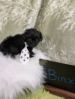 Binx, a male Yorkipoo for sale in Ocala, FL – 2 of 8