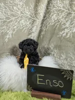 Enzo , a male Yorkipoo for sale in Ocala, FL – 5 of 9