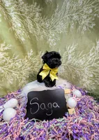 Saga/ Easter Special , a female Yorkipoo for sale in Ocala, FL – Photo 4 of 7