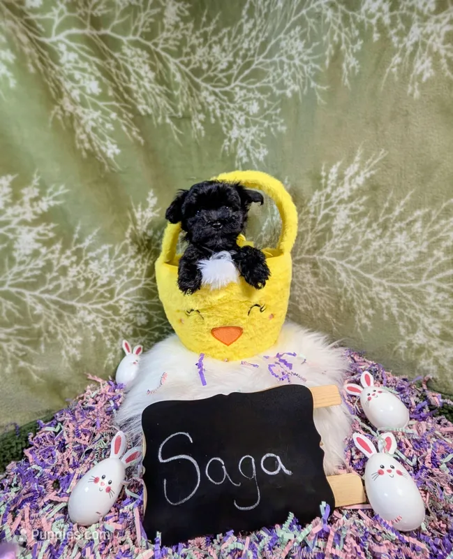 Saga/ Easter Special  – Yorkipoo puppy for sale in Ocala, FL