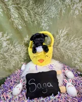 Saga/ Easter Special , a female Yorkipoo for sale in Ocala, FL – Photo 1 of 7