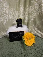 Saga, a female Yorkipoo for sale in Ocala, FL – Photo 4 of 5