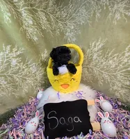 Saga/ Easter Special , a female Yorkipoo for sale in Ocala, FL – Photo 2 of 7