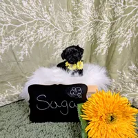 Saga/ Easter Special , a female Yorkipoo for sale in Ocala, FL – Photo 5 of 7