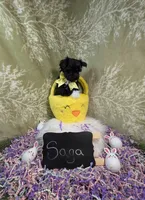 Saga/ Easter Special , a female Yorkipoo for sale in Ocala, FL – Photo 3 of 7