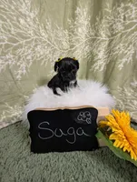 Saga, a female Yorkipoo for sale in Ocala, FL – Photo 5 of 5