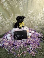 Saga/ Easter Special , a female Yorkipoo for sale in Ocala, FL – Photo 7 of 7