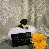 Saga/ Easter Special , a female Yorkipoo for sale in Ocala, FL – Photo 6 of 7