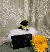 Saga, a female Yorkipoo for sale in Ocala, FL – Photo 2 of 5