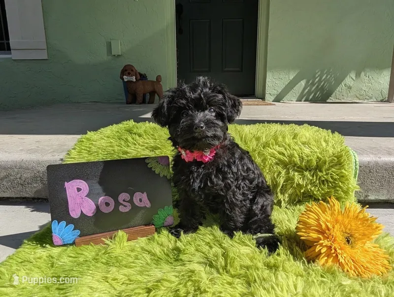 Rosa – Yorkipoo puppy for sale in Ocala, FL