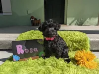 Rosa/OBO , a female Yorkipoo for sale in Ocala, FL – 1 of 10