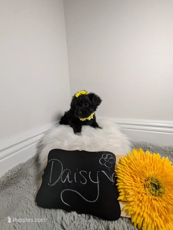 Daisy  – Yorkipoo puppy for sale in Ocala, FL