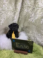 Enzo , a male Yorkipoo for sale in Ocala, FL – 3 of 9
