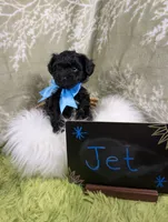 Jet, a male Yorkipoo for sale in Ocala, FL – 3 of 7