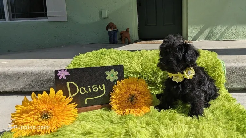Daisy  – Yorkipoo puppy for sale in Ocala, FL