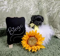 Bingo, a male Yorkipoo for sale in Ocala, FL – Photo 6 of 8