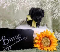 Bingo, a male Yorkipoo for sale in Ocala, FL – Photo 1 of 8