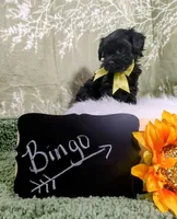 Bingo, a male Yorkipoo for sale in Ocala, FL – Photo 4 of 8