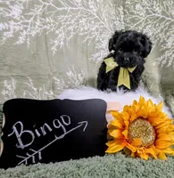 Bingo, a male Yorkipoo for sale in Ocala, FL – Photo 2 of 8