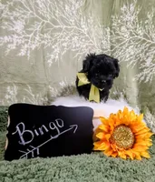 Bingo, a male Yorkipoo for sale in Ocala, FL – Photo 3 of 8
