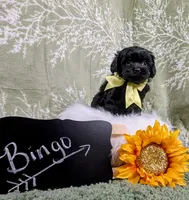 Bingo, a male Yorkipoo for sale in Ocala, FL – Photo 5 of 8