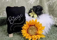 Bingo, a male Yorkipoo for sale in Ocala, FL – Photo 8 of 8