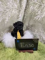 Enzo , a male Yorkipoo for sale in Ocala, FL – 6 of 9