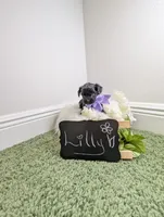 Lilly, a female Yorkipoo for sale in Ocala, FL – 5 of 5