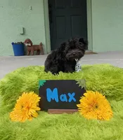 Max, a male Yorkipoo for sale in Ocala, FL – 8 of 9