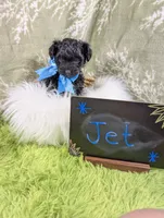 Jet, a male Yorkipoo for sale in Ocala, FL – 2 of 7