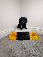 Rosa, a female Yorkipoo for sale in Ocala, FL – 4 of 5