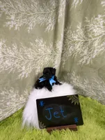 Jet, a male Yorkipoo for sale in Ocala, FL – 7 of 7