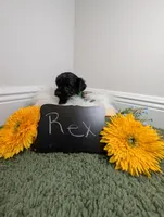Rex , a male Yorkipoo for sale in Ocala, FL – 3 of 6