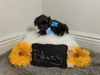 Bluey / OBO, a male Yorkipoo for sale in Ocala, FL – 3 of 7