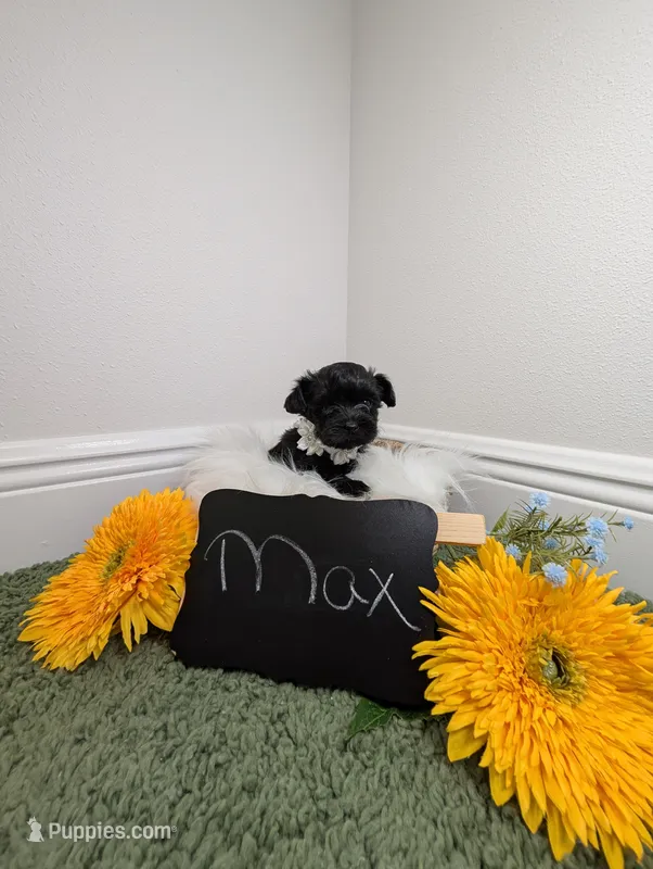 Max – Yorkipoo puppy for sale in Ocala, FL