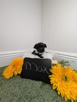 Max, a male Yorkipoo for sale in Ocala, FL – 4 of 6